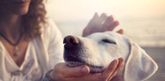 Gli americani rinunciano a cani e gatti, colpa dell’inflazione carezza cane