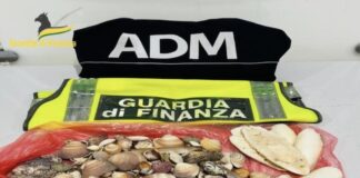 Multati turisti, avevano 600 conchiglie in valigia conchiglie sequestrate