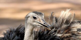 Pasqua e Pasquetta 2022 al Bioparco di Roma: il programma nandù