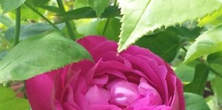 Rosa Bruna, sette ricette per la tavola e la cura di sé peraga rosa bruna