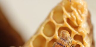 “3Bee education”: il progetto di avvicinamento al mondo delle api 3bee pollinate