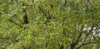 Encefalite da zecca, studi su i quantitativi di polline disperso nell’aria carpino nero forma vegetativa