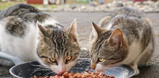Pet Food, soluzioni e trend che segneranno il futuro gatti food