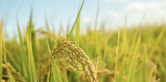 Riso, Confagricoltura: “Servono soglie più efficaci per la clausola di salvaguardia europea” riso