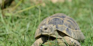 Progetto Chelonia, l’iniziativa ambientale per la salvaguardia delle testuggini testuggine greca