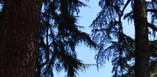 “Chi dice Cuore” le opere di Angela Viola e Mirko Frignani a Reggio Emilia