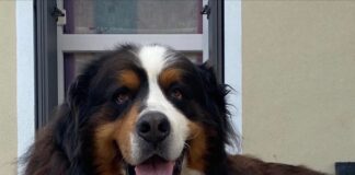 Prodotti per la cura del cane, da Amusi la beauty routine cane amusi