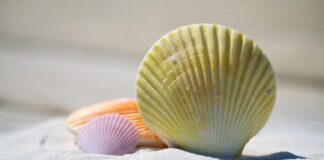 Conchiglie e coralli: l’importanza della loro presenza per l’uomo conchiglie