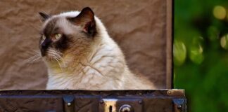 Vacanze con il gatto: ecco cosa mettere nella valigia valigia gatto