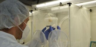 Lotta biologica contro la Drosophila suzukii: al via il 2° anno del programma allevamento ganaspis