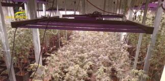 Milano, coltivazione illegale di marijuana: due arresti coltivazione marijuana 2 luglio 2022