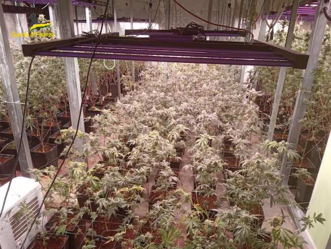 coltivazione marijuana 2 luglio 2022