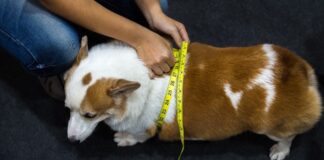 Cani sovrappeso: l’importanza della prevenzione e corretta alimentazione controlli cane