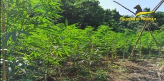 Vibo Valentia, trovata e sequestrata piantagione di marijuana piantagione marijuana