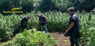 Napoli, sequestrate 1200 piante di cannabis: arrestato il responsabile piantagione marijuana