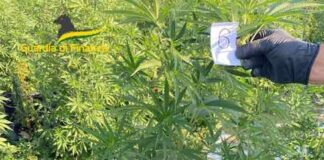Venezia, sequestrata una piantagione di marijuana: un arresto piantagione marijuana venezia