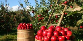 Coltiviamo agricoltura sociale, il bando per la VII° edizione del premio raccolta mele