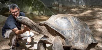 “Solitudo sicula”, scoperta una testuggine gigante di 12500 anni fa testuggine gigante