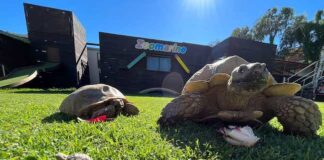 Due tartarughe marine allo Zoomarine, un evento per celabrare la nascita testuggini zoomarine