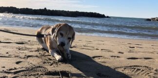 Vacanza pet friendly, alcuni consigli dagli esperti veterinari