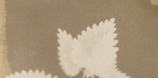 “Herbarium. I fiori sono rimasti rosa” la mostra di Alessandra Calò, Bologna alessandra calo