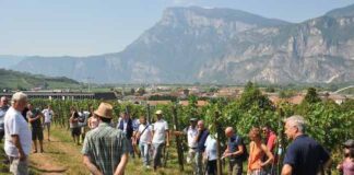 Viticoltura bio in crescita: il bilancio dell’incontro sul biologico campo incontro vite bio