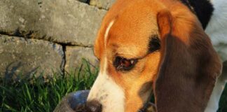 Cura degli animali in estate, ecco dieci consigli ciotola cane