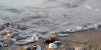 Case vacanza 2022: più cercate le destinazioni al mare conchiglie mare