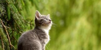 Cinque comportamenti dei gatti per conoscerli meglio gattino