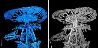 Medusa Rizostomea, pubblicati nuovi studi sull’apparato gastrovascolare medusa rizostomea
