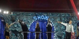 Circo Paolo Orfei a San Giovanni Rotondo: ecco quando show paolo orfei
