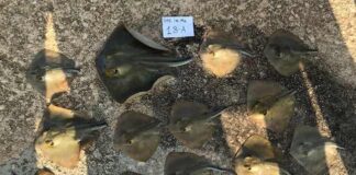 Benefici ecologici per squali e razze nelle Aree Marine Protette trigoni amp torre guaceto