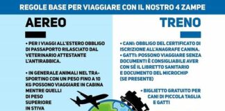 Viaggio con gli amici a quattro zampe: ecco le regole base viaggiare con animali