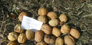 Noce del Bleggio protagonista sulla rivista Plants: ecco perchè noci bleggio