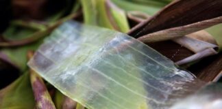 Aloe Vera delle Canarie: storia, proprietà e vantaggi aloe vera canarie