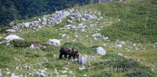 Riqualificazione habitat Orso Marsicano, Golia con Life Gate e PNALM orso marsicano