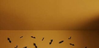 Abbigliamento Halloween 2022, il look pensato da Prénatal per la famiglia prenatal halloween