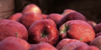 Alla scoperta della Mele Red Delicious Bio della Val Venosta