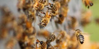 In Italia si stanno diffondendo molti predatori delle api mellifere, l’allarme della FAI pollinate api