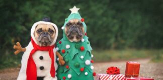 Natale a Capodanno con i propri cani: alcuni consigli cagnolini natale