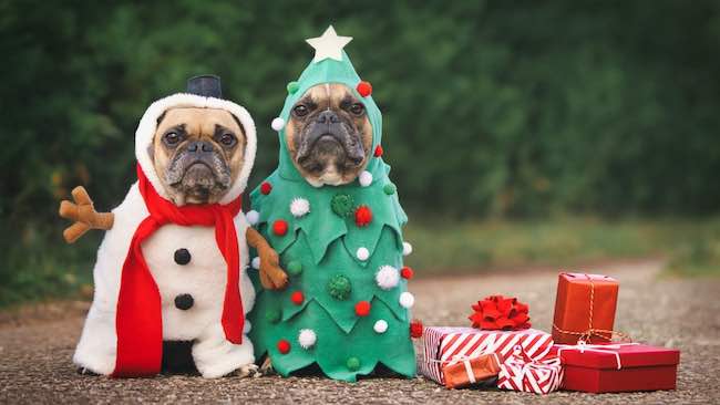 cagnolini natale