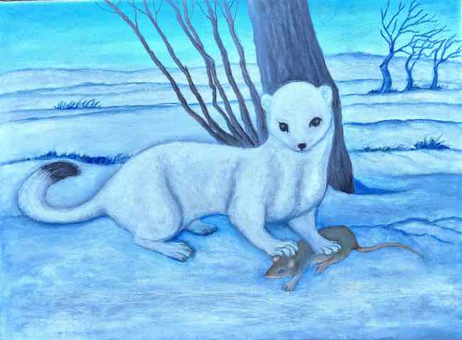 ermellino in livrea invernale mario marzi