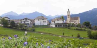 Il lupino di Anterivo, nuovo Presidio Slow Food dalla Val di Fiemme fiori colorati pianta lupino