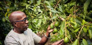 Regalare alberi per un futuro più verde, la campagna Treedom fruits tanzania