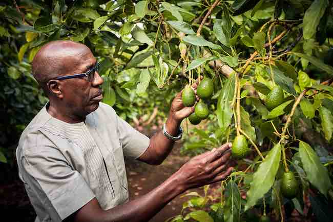 fruits tanzania
