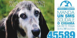 Randagismo, una campagna per salvare gli animali abbandonati salvare animali abbandonati 2022