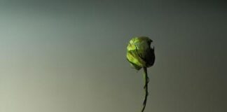 “Futuro Retroverso” la fotografia sperimentale di Louises Will a Lucca will lucca