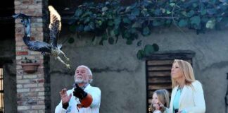 Il cavallo Pablito, il gatto di Roberto Ciufoli e l’astore liberato in tv astore liberato