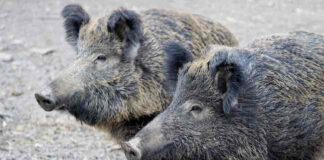 Aumentano i casi di peste suina, il freddo aiuta il virus cinghiali