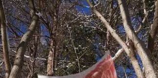 Flow(ers), la capsule di Faliero Sarti con il fotografo Francesco Dolfo faliero sarti francesco dolfo